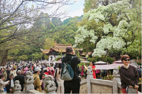 工作简报（第3期）流苏花开，黑龙潭公园迎来赏花热潮185