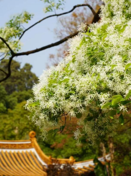工作简报（第3期）流苏花开，黑龙潭公园迎来赏花热潮423