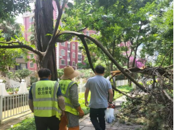 1_风雨砺初心，抢险应急显担当--盘龙区全力打响高大乔木倒伏阻击战07.22(2)613