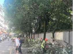 1_风雨砺初心，抢险应急显担当--盘龙区全力打响高大乔木倒伏阻击战07.22(2)616
