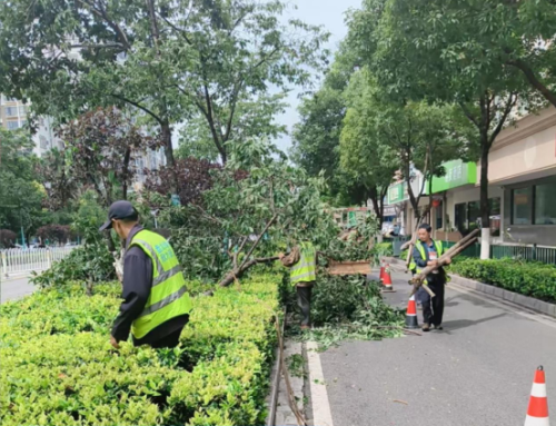 1_风雨砺初心，抢险应急显担当--盘龙区全力打响高大乔木倒伏阻击战07.22(2)711