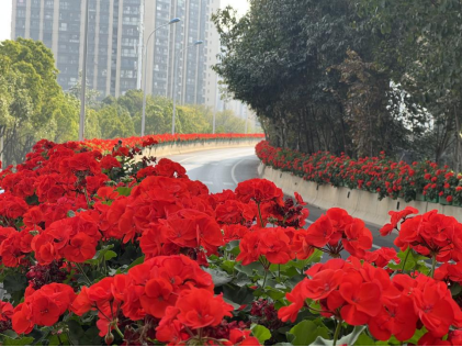 盘龙夏日花事：一剪焕新，静待二环花开更盛22