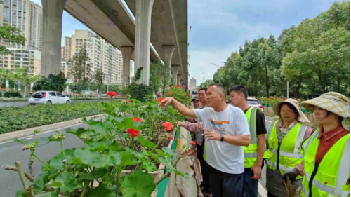 盘龙夏日花事：一剪焕新，静待二环花开更盛564