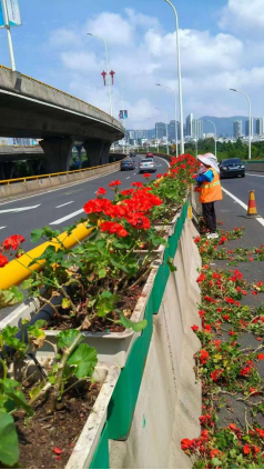 盘龙夏日花事：一剪焕新，静待二环花开更盛773