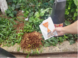 给绿化“开药方”：盘龙区红火蚁、菟丝子专项防治培训筑牢生态防线（简报8.15最新）867