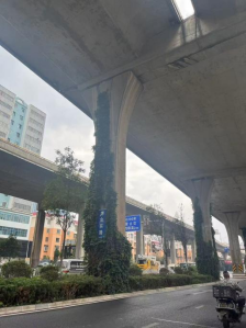 盘龙区桥墩“绿装”初长成：从混凝土森林到垂直花园的蜕变953