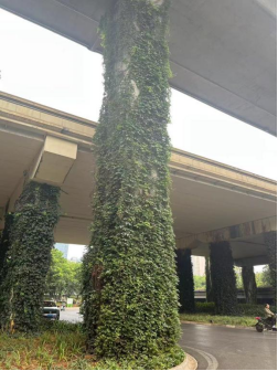 盘龙区桥墩“绿装”初长成：从混凝土森林到垂直花园的蜕变149