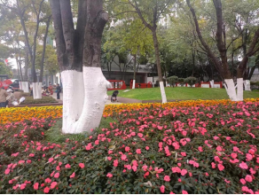 为树木穿“冬衣” 盘龙绘就冬日风景线41